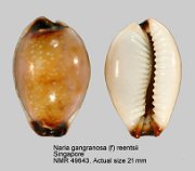 Naria gangranosa (f) reentsi (7)